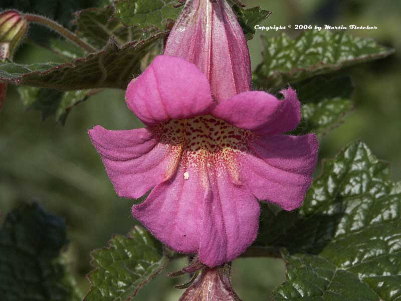 Rehmannia elata, Chinese Foxglove