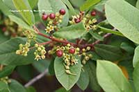 Rhamnus californica Eve Case, Eve Case Coffee Berry