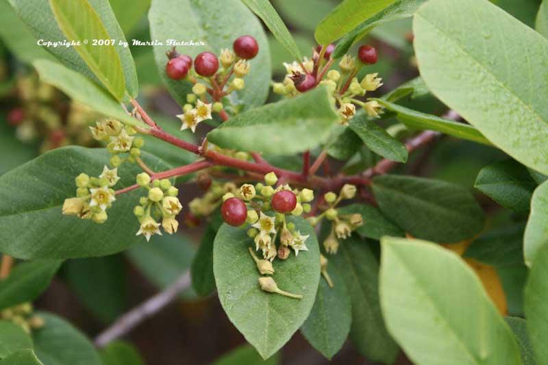 Rhamnus californica