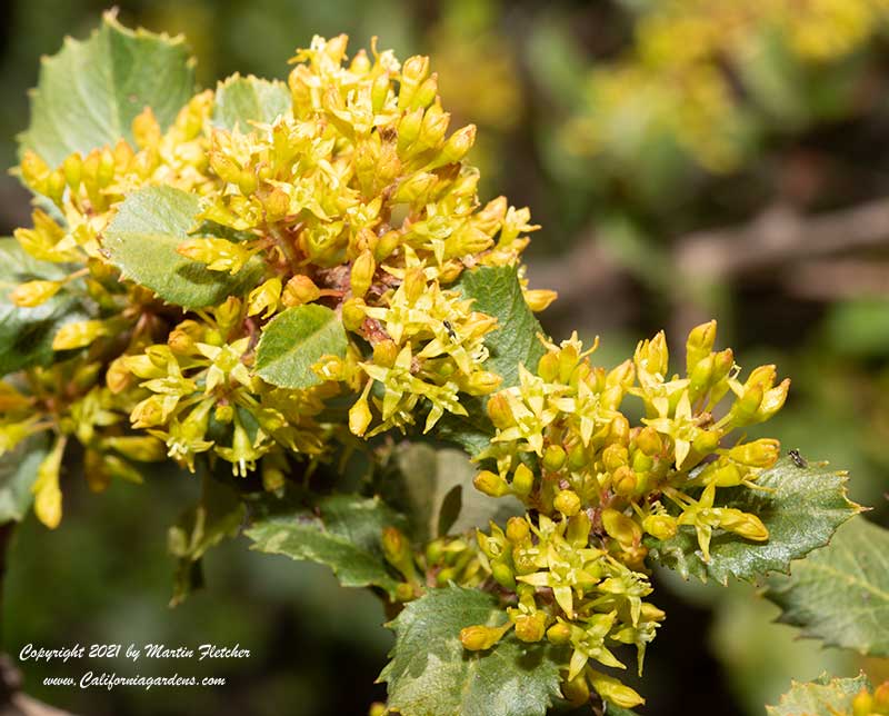 Rhamnus crocea flowers, Red Berry