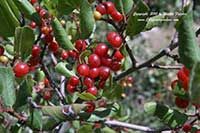 Rhamnus crocea, Red Berry