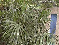 Rhapis excelsa, Lady Palm