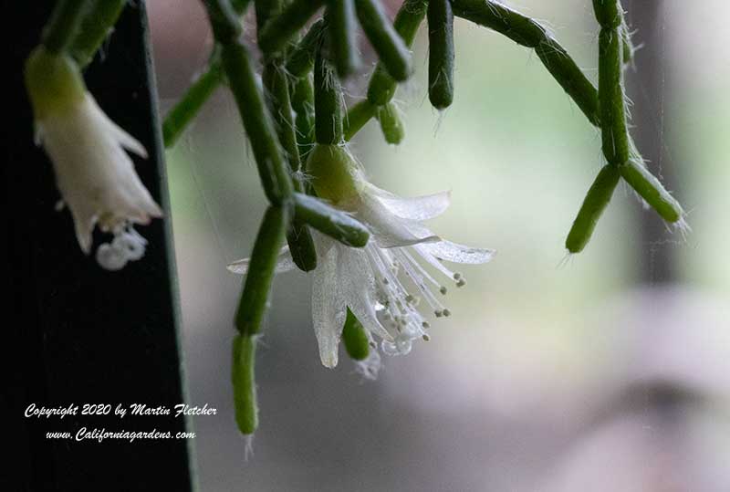 Rhipsalis pilocarpa, Hairy Stemmed Rhipsalis, Wickerware Cactus