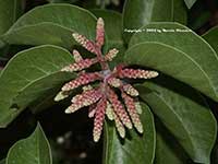 Rhus ovata, Sugar Bush