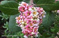 Rhus integrifolia, Lemonade Berry