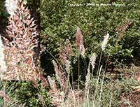 Rhynchelytrum nerviglume, Ruby Grass
