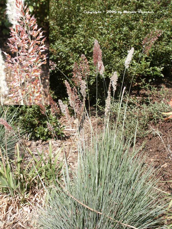 Rhynchelytrum nerviglume, Ruby Grass