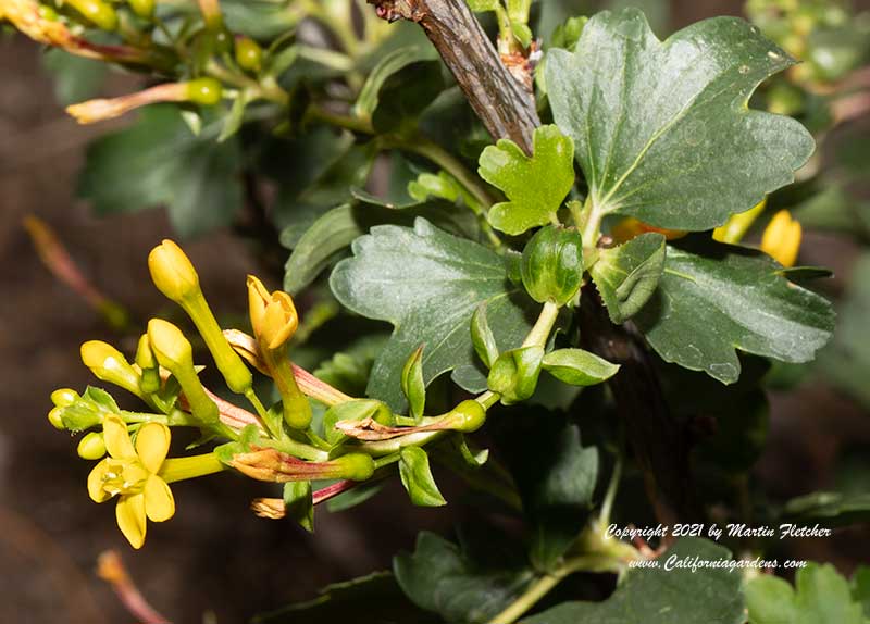 Ribes aureum flowers