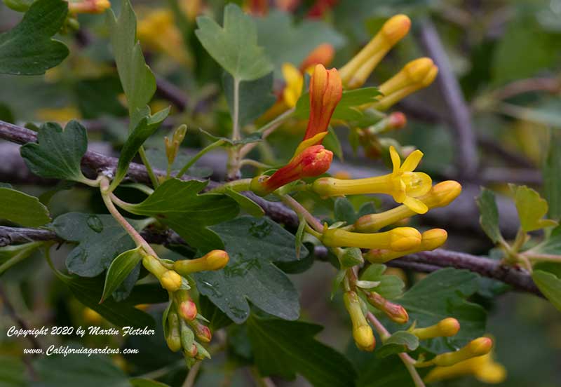 Ribes aureum flowers