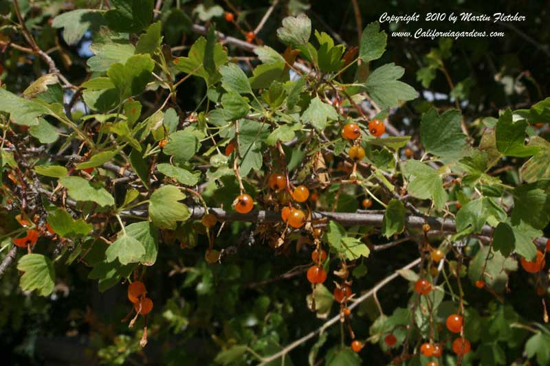 Ribes aureum, Golden Currant