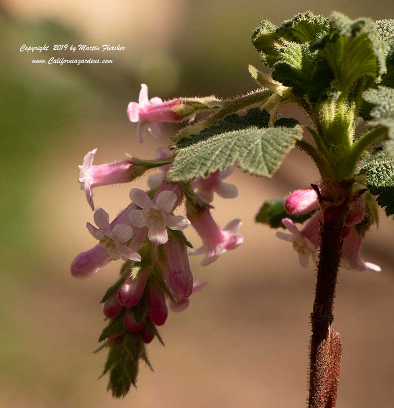 Ribes malvaceum viridifolium Ortega Beauty, Ortega Beauty Chaparral Currant