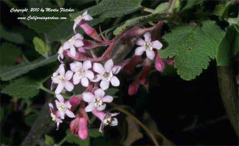Ribes malvaceum, Chaparral Currant