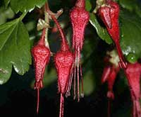 Ribes speciosum, Fuchsia Flowereed Currant