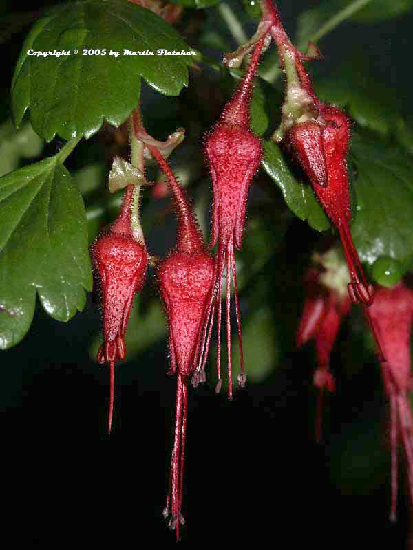 Ribes speciosum, Fuchsia Flowered Currant