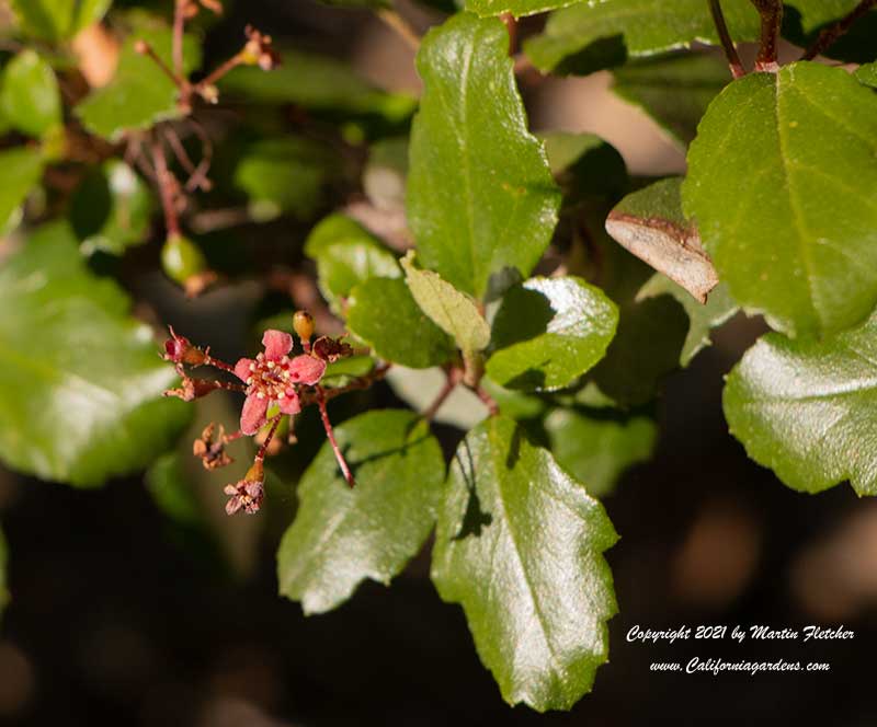 Ribes viburnifolium, Evergreen Currant, Catalina Currant