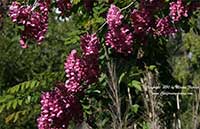 Robinia Purple Robe, Black Locust Purple Robe