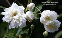 Rosa banksiae alba plena, White Lady Banks Rose