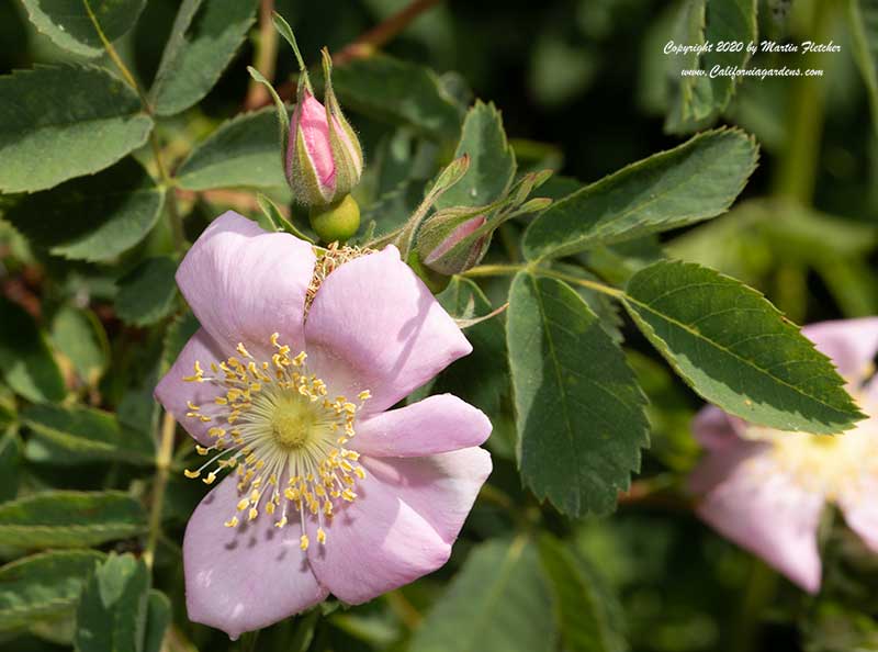 Rosa californica, California Wild Rose