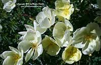 Rosa hugonis, Father Hugo's Rose