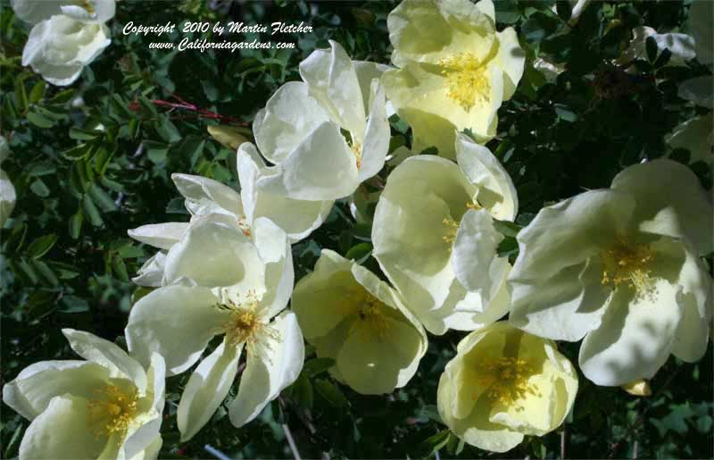 Rosa hugonis, Father Hugo's Rose, Golden Rose of China