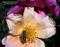 Rosa mutabilis, Butterfly Rose
