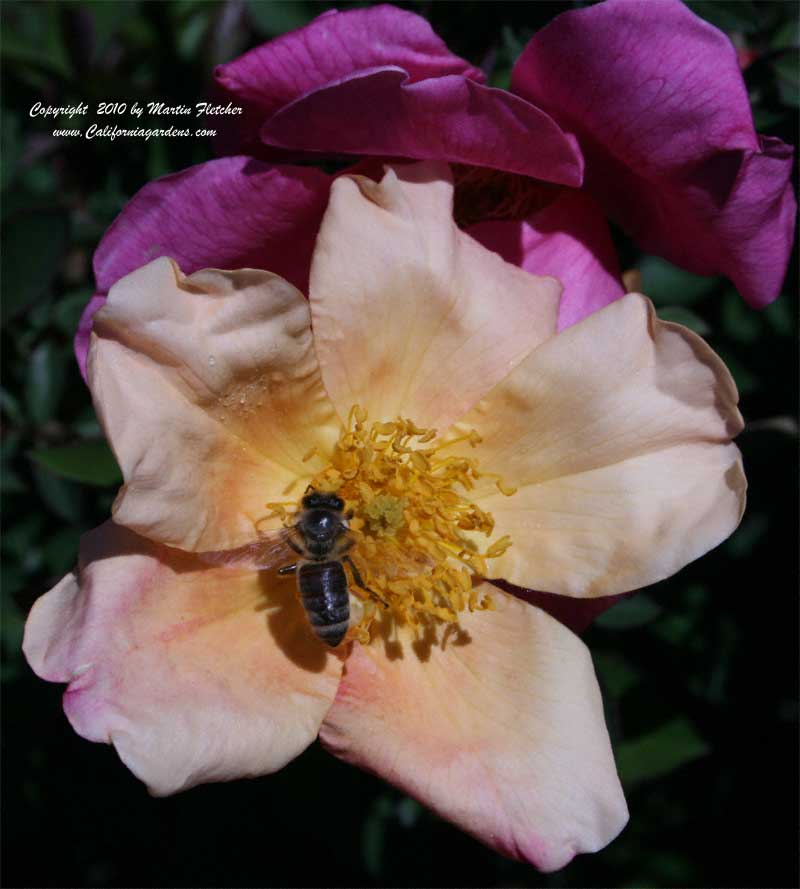 Rosa mutabilis