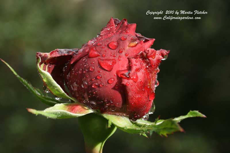 Ingrid Bergman Rose