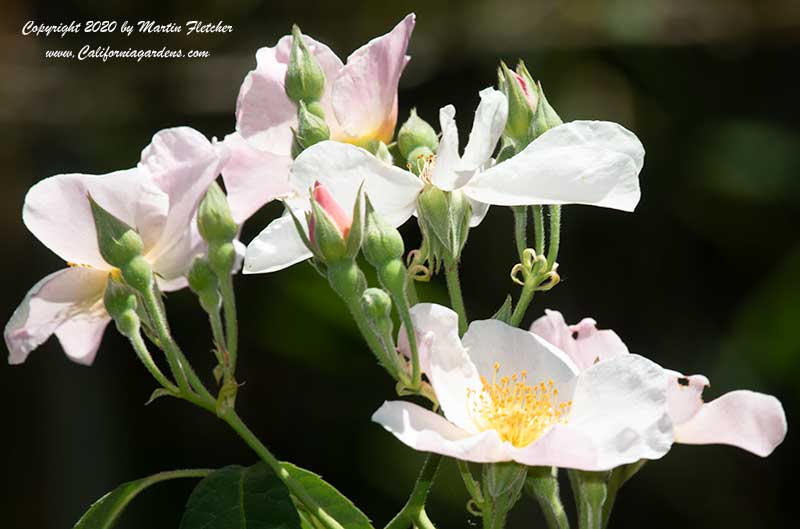 Kathleen Rose, Hybrid Musk