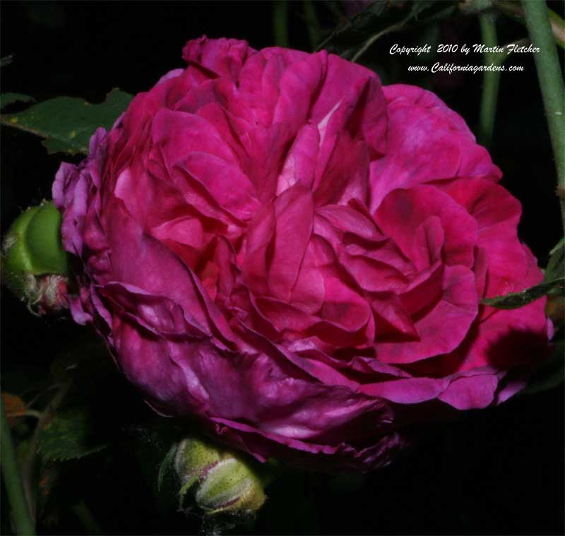 Reine des Violettes Rose