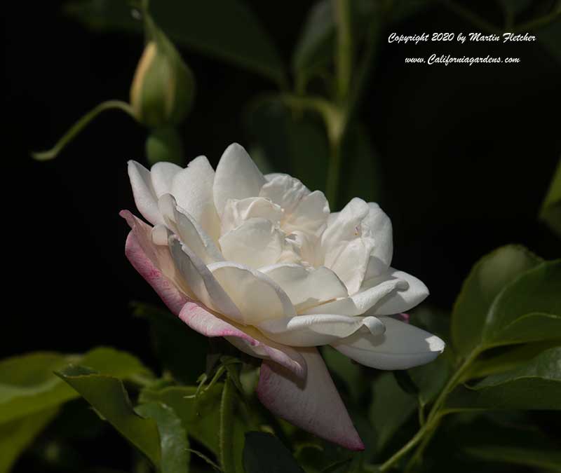 Smith's Parish Rose, Bermuda Rose