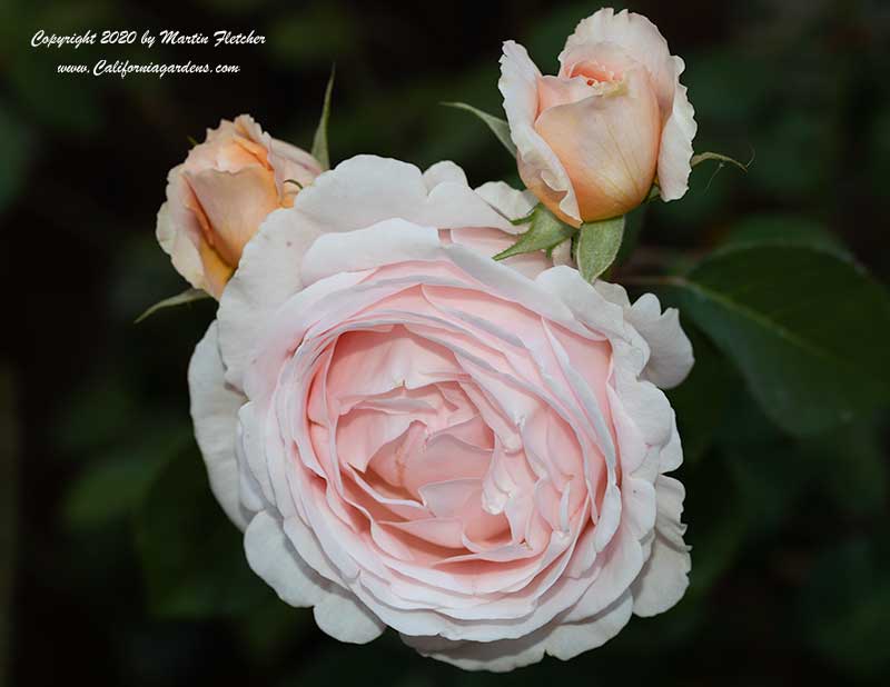 Tamora Rose, David Austin Rose