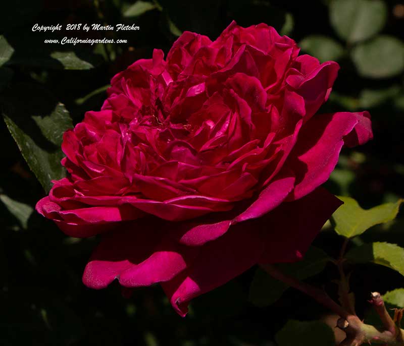 David Austin Rose William Shakespeare