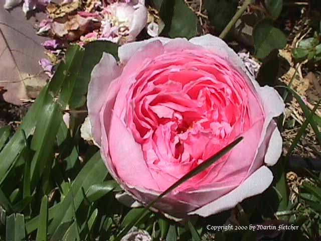 Rose Bibi Maizoon