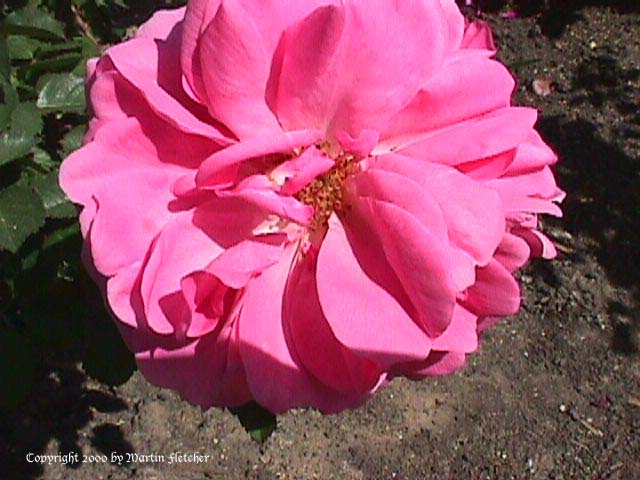 Image of the Rose Charmain