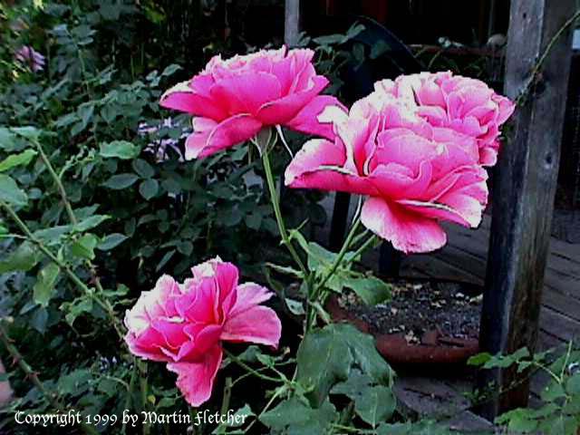 Image of the Duet Rose