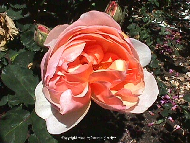 Ellen Rose - David Austin Rose