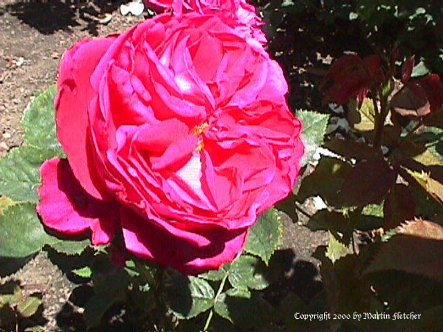 Fisherman's Friend Rose