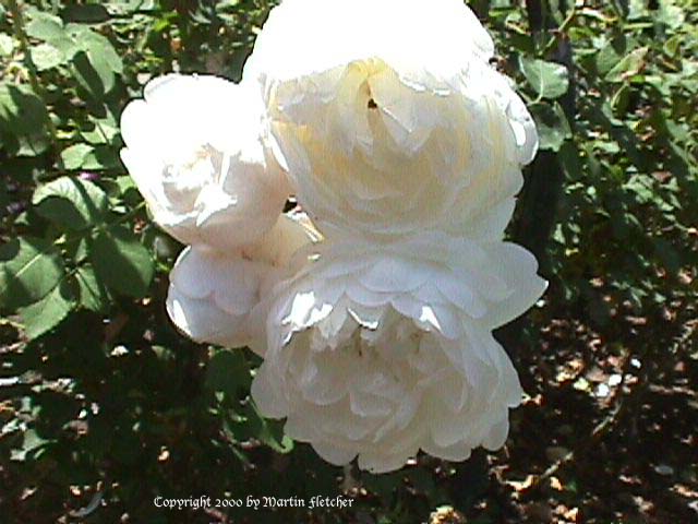 Glamis Castle Rose