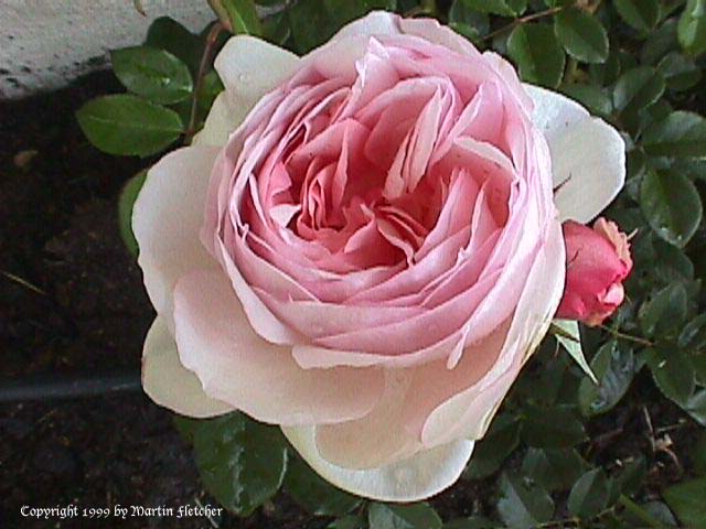 Heritage Rose