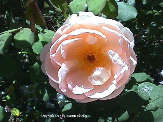 Huntington Hero Rose