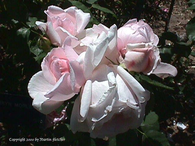 Kathryn Morley Rose