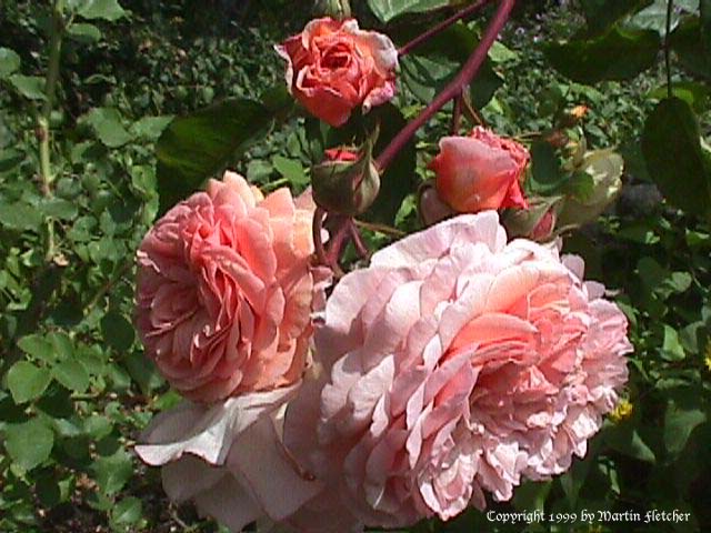 Leander Rose