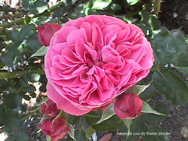 Leonardo Da Vinci Rose