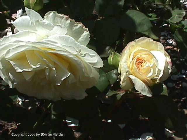 Mary Webb Rose