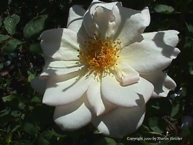 Moonbeam Rose
