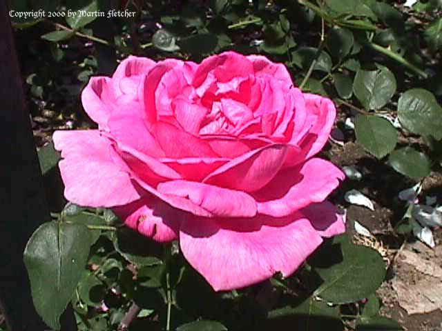 Noble Antony Rose