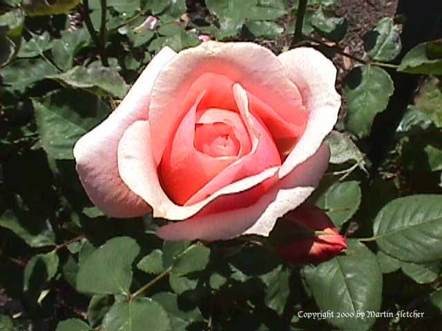 Paul Bocuse Rose