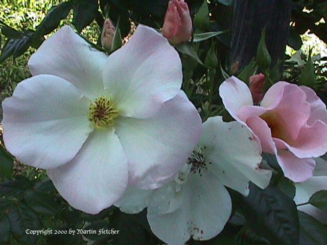 Sally Holmes Rose