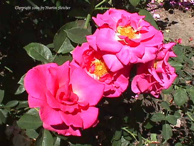 Sir Clough Rose