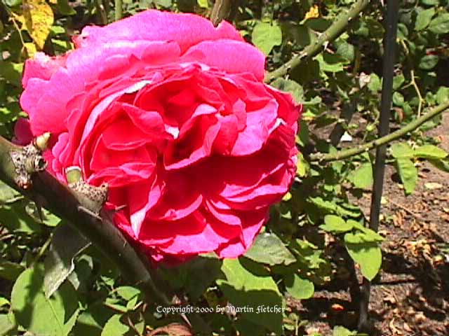 Sir Edward Elgar Rose